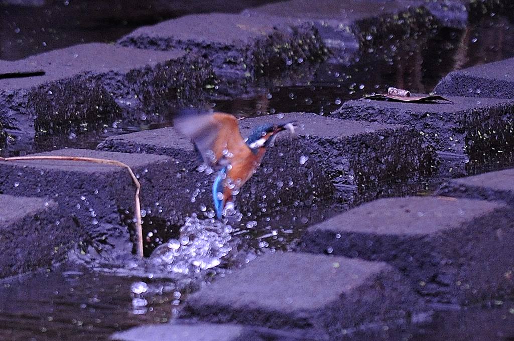 カワセミの若・ませた行動_b0024798_454425.jpg