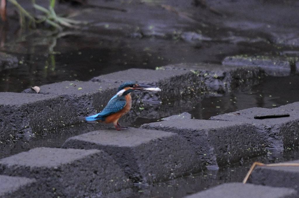 カワセミの若・ませた行動_b0024798_4545364.jpg