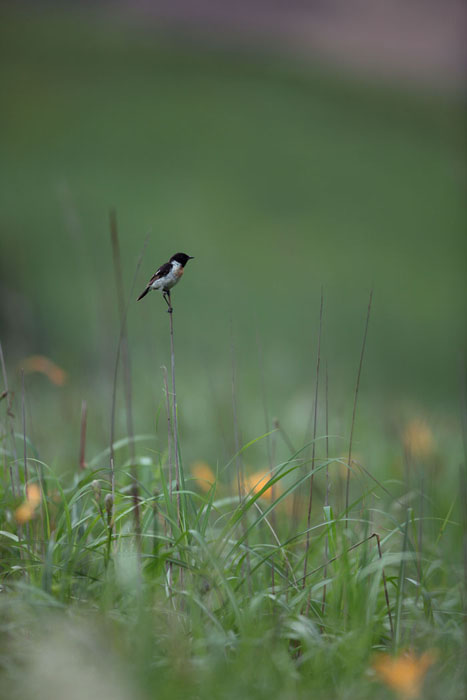 草津周辺の野鳥_d0053309_119527.jpg