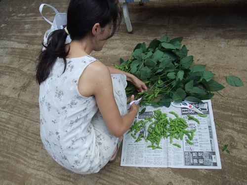 斉藤農園の夏野菜販売状況　カブトムシも売ってるよ！ 【斉藤農園（２００９年夏）】_e0146912_16482423.jpg