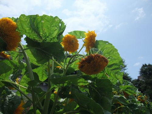 斉藤農園の夏野菜販売状況　カブトムシも売ってるよ！ 【斉藤農園（２００９年夏）】_e0146912_16525192.jpg