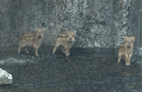 b0049029_1994229.gif