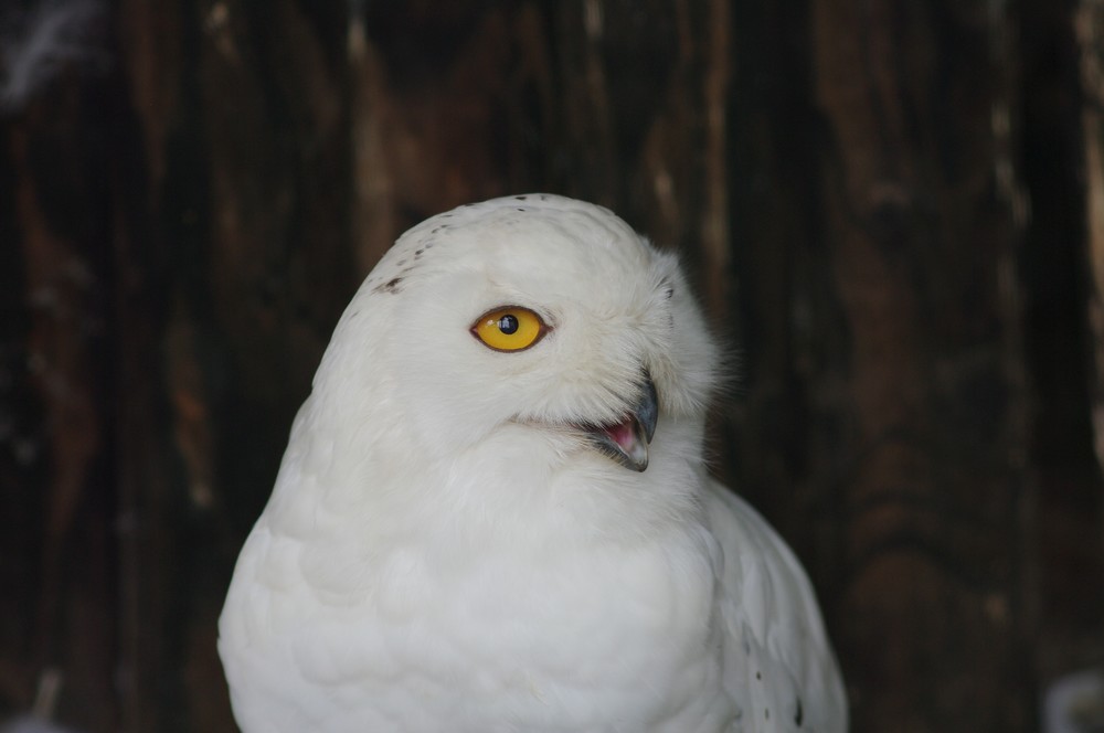 旭山動物園４　鳥たち_a0060230_20405074.jpg