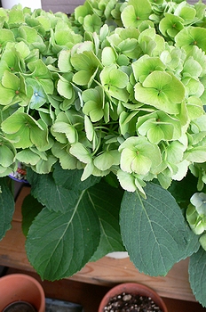 b0168832_3137.jpg
