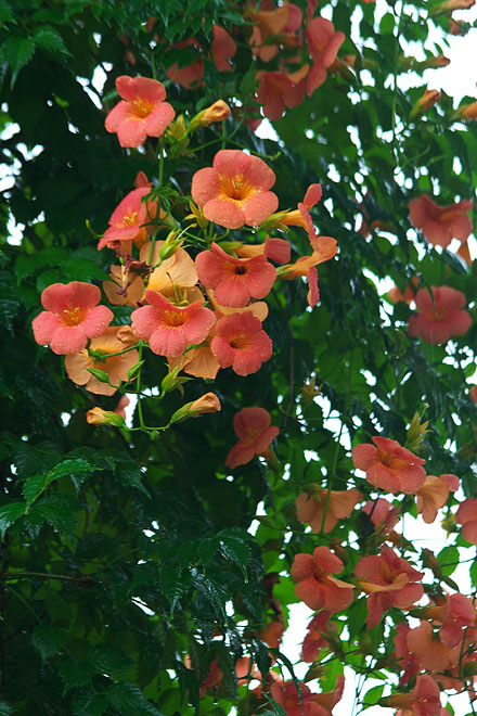 c0067040_218962.jpg