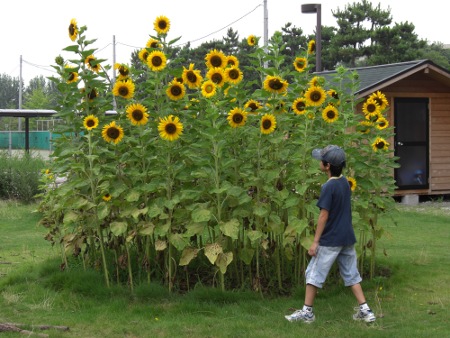 ひまわりの見頃 なつかしい未来への道 ひまわりの見頃 なつかしい未来への道