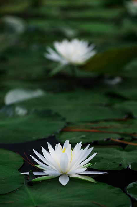 睡蓮浮かぶ池(奈良・喜光寺)_f0155048_23525031.jpg