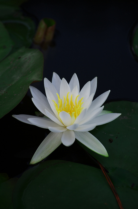 睡蓮浮かぶ池(奈良・喜光寺)_f0155048_23535543.jpg