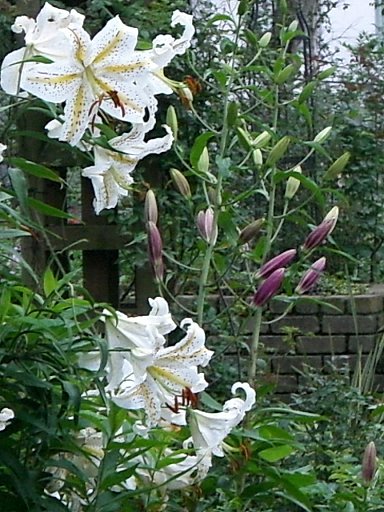 e0017562_932091.jpg