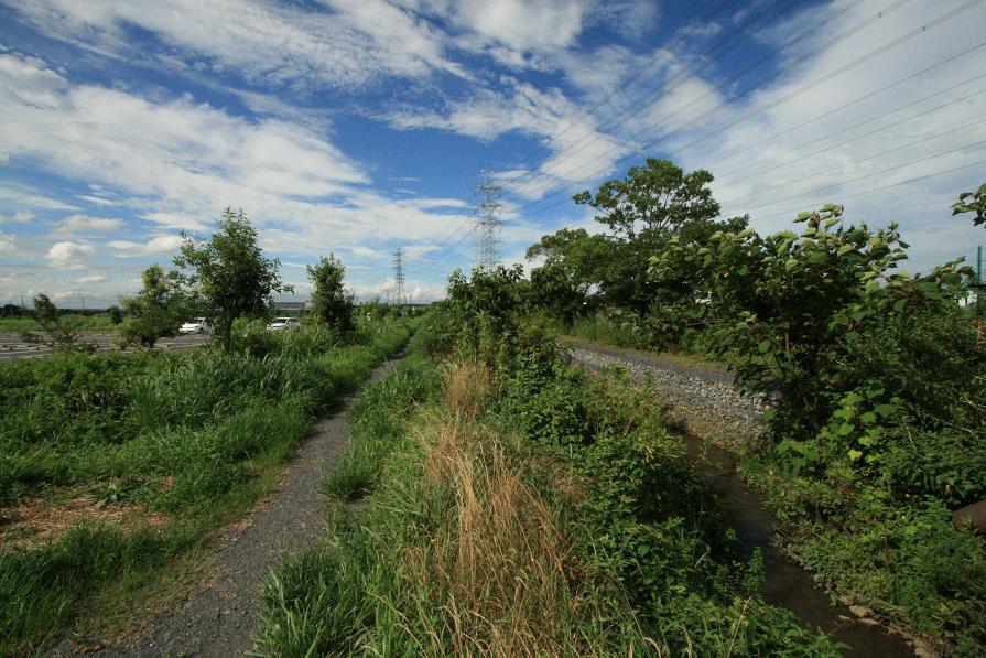 チョウトンボ 埼玉県杉戸町_a0107574_7561032.jpg
