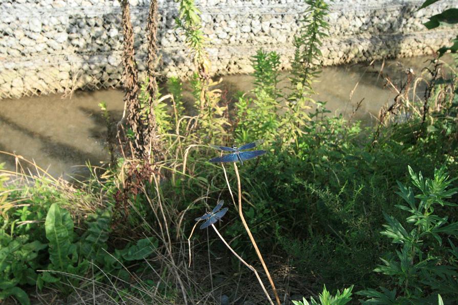 チョウトンボ 埼玉県杉戸町_a0107574_7562796.jpg