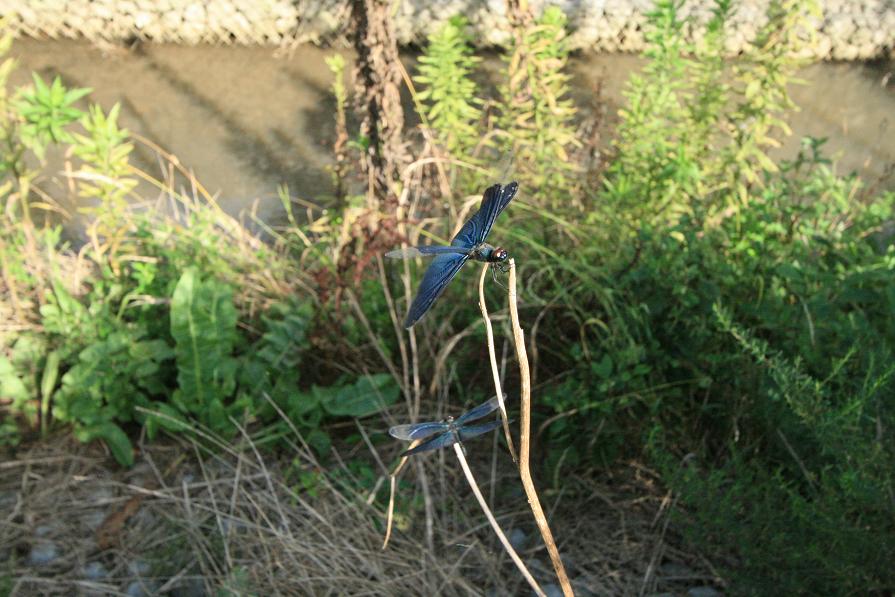 チョウトンボ 埼玉県杉戸町_a0107574_7563578.jpg