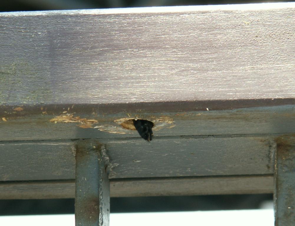 ★先週末の鳥類園(2009.7.25~26)_e0046474_11474615.jpg