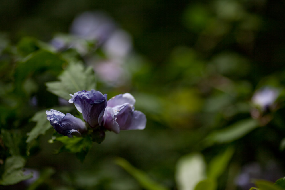 ムクゲ（木槿）　白系の花_a0083081_1881279.jpg