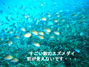 癒されてください!ラチャノイ島_f0144385_21192592.jpg