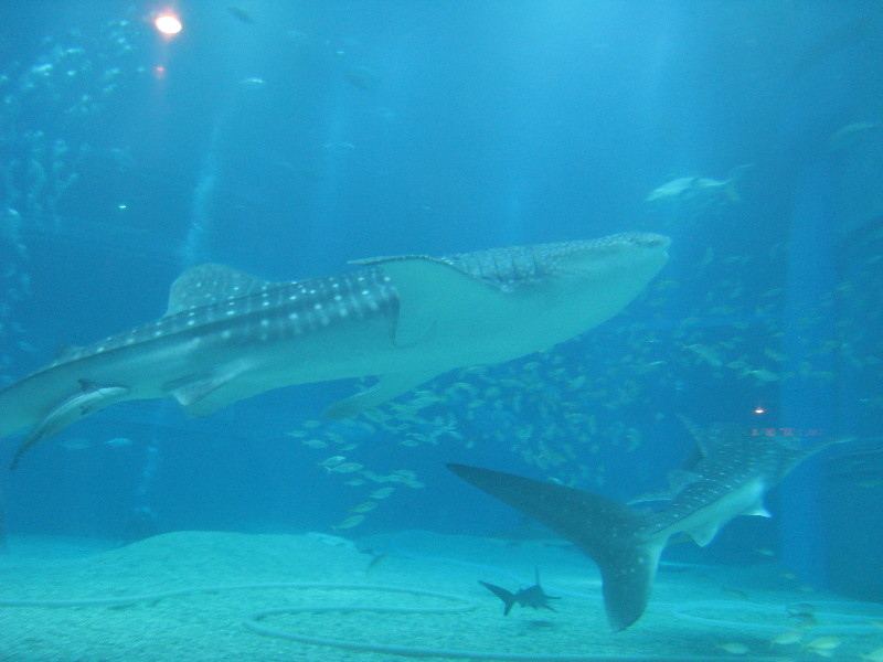 水族館とパレードの日_c0132387_1736498.jpg