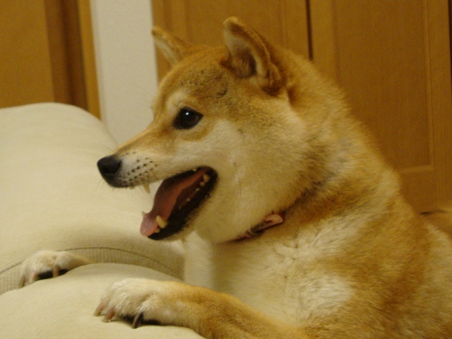こんな日もあるさ_a0126590_1464476.jpg
