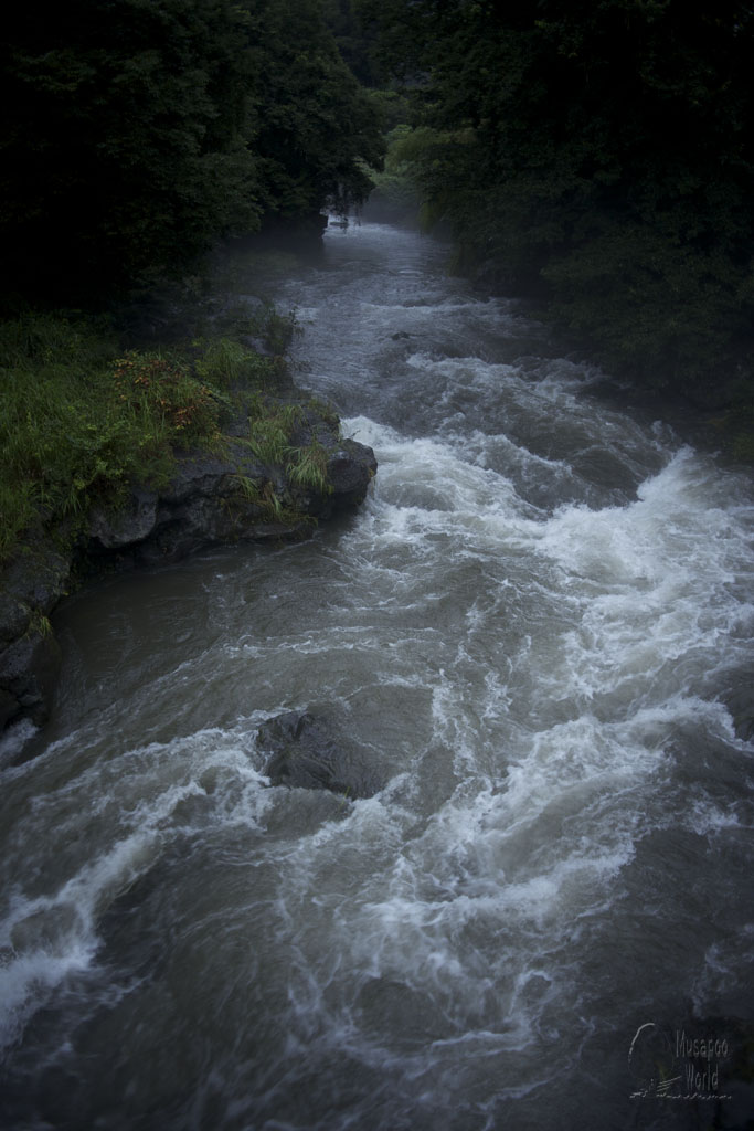 雨で増水_b0064396_6353538.jpg