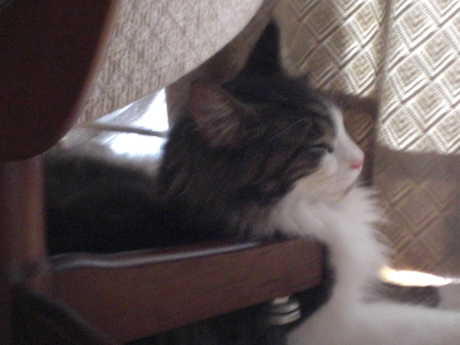 猫の寝顔の横顔 青猫本舗 猫の寝顔の横顔 青猫本舗