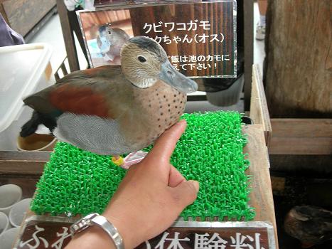 忘れた頃に鳥編_c0011501_22165652.jpg