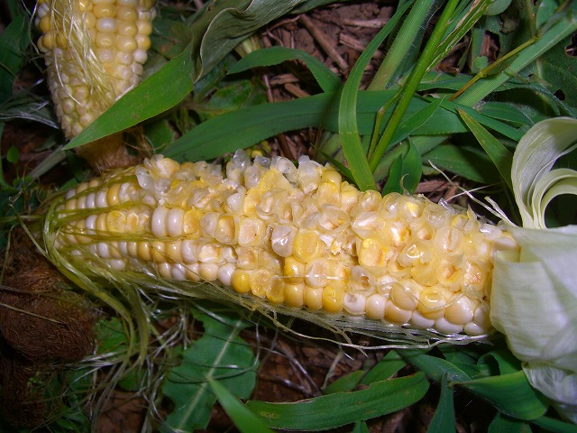 c0125702_1834672.jpg