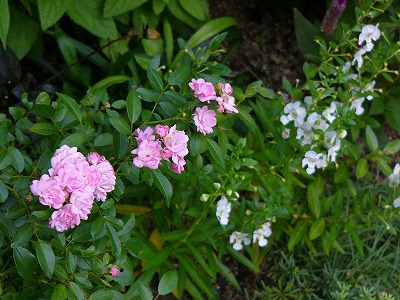 a0123003_21412083.jpg