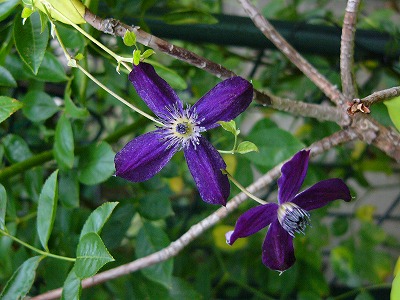 a0123003_21451555.jpg