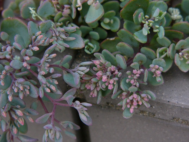 a0123003_21515365.jpg