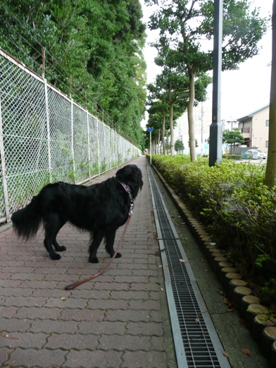 　　　　　　　　　　　　　　　　梅雨明けは　まだですか～～？_c0097309_10273912.jpg