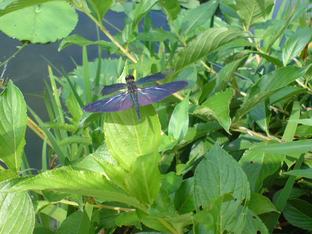 e0135518_1401875.jpg