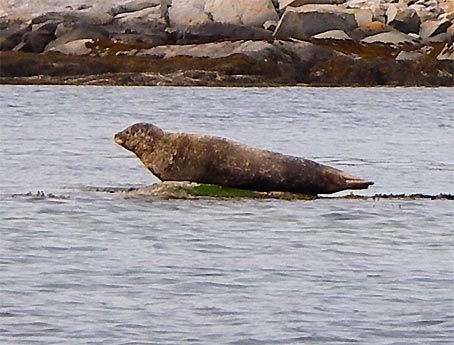 ノルウエーの島 第5回 見たかったもの_d0062721_1524026.jpg