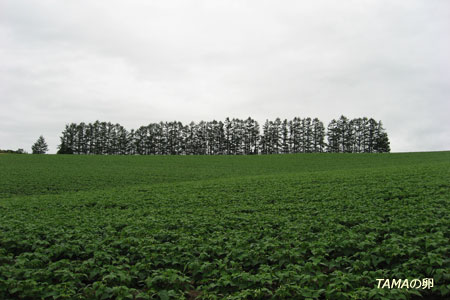 c0024729_22335549.jpg