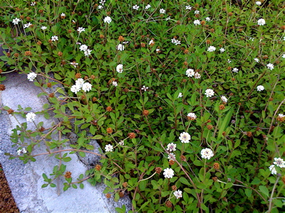 小さくてかわいい植物。_f0165030_8286.jpg
