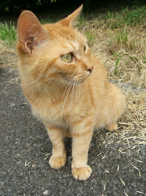 水元公園の猫2_e0089232_2323217.jpg