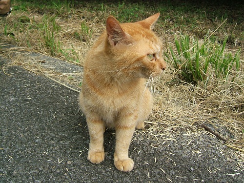 水元公園の猫2_e0089232_2324869.jpg