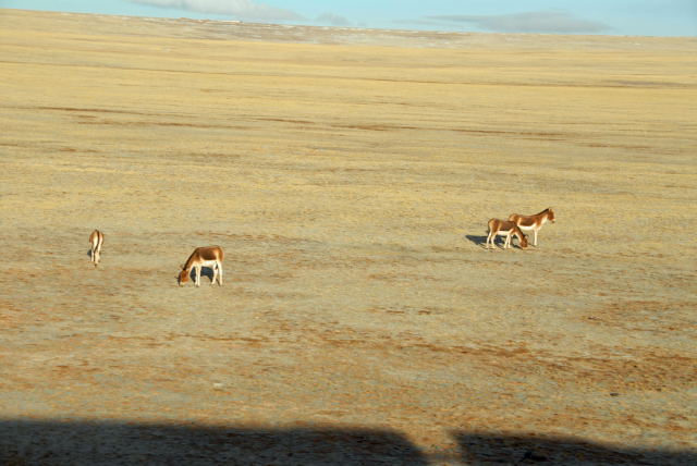 d0091834_943668.jpg