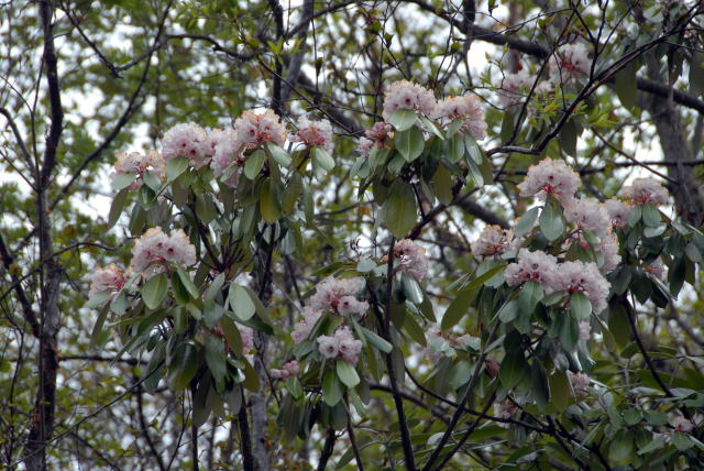 d0091834_9454929.jpg