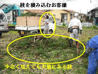 伐採作業・・・_f0031037_7383259.jpg
