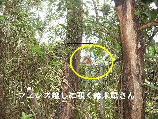 伐採作業・・・_f0031037_7384535.jpg