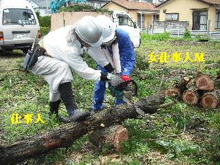 伐採作業・・・_f0031037_738891.jpg