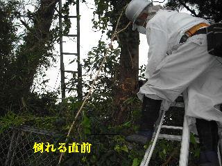 伐採作業・・・_f0031037_7391785.jpg