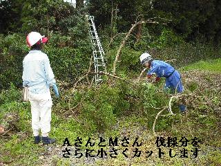 伐採作業・・・_f0031037_740122.jpg