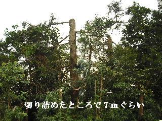 伐採作業・・・_f0031037_7411247.jpg