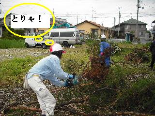 伐採作業・・・_f0031037_7413595.jpg