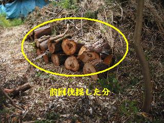 伐採作業・・・_f0031037_74158100.jpg