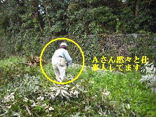 伐採作業・・・_f0031037_7424674.jpg