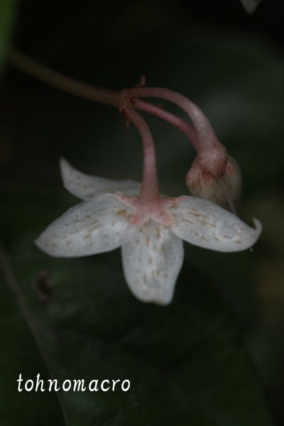 f0173245_6391615.jpg