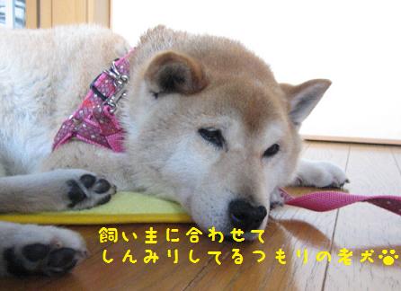 8月はしんみりスタート_c0049950_22382023.jpg