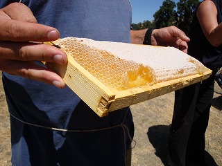 ナパの果樹園　Dollarhide Ranch訪問記_c0185058_361932.jpg