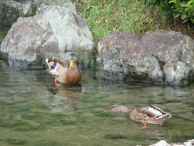 四国の旅　①　栗林公園_c0167359_14452045.jpg